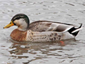 Indian Spot-billed Duck x Mallard hybrid